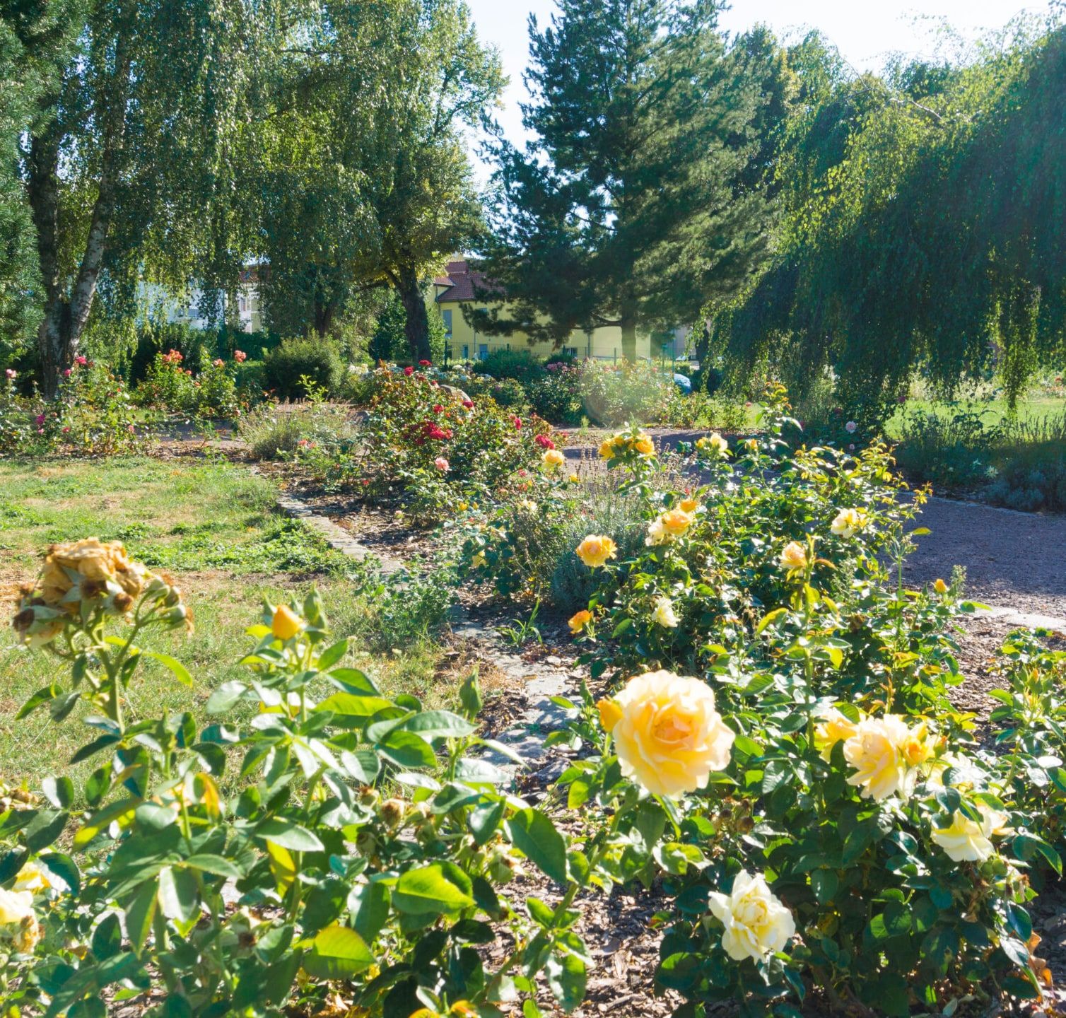 Rosengarten in Delitzsch